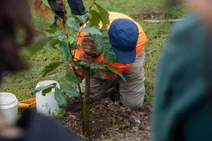 plantación de árboles