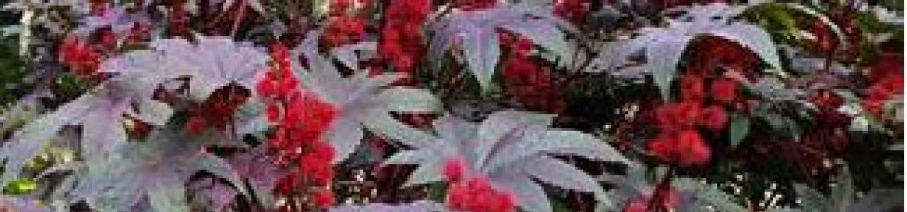 Caracterización de germoplasma de Ricinus communis de diferentes zonas de Costa Rica