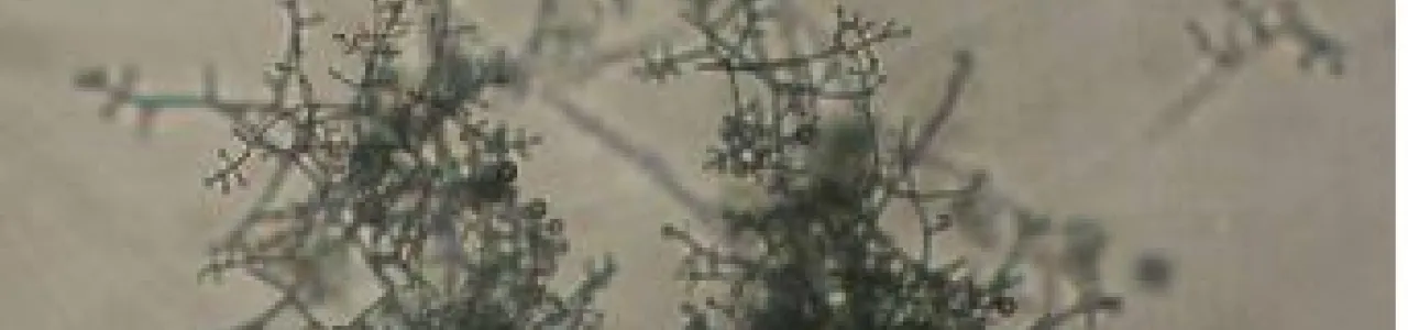 Aislamiento, uso y evaluación de cepas de Trichoderma sp en laboratorio y campo, para el control biológico del hongo Sclerotium cepivorum Berkeley, causante de la pudrición blanca de bulbos de cebolla