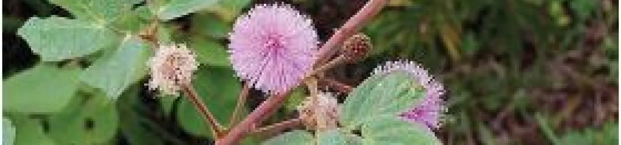 Búsqueda de genes de uña de gato (Uncaria tomentosa), utilizando estrategias de microarreglos heterólogos o chips de ADN