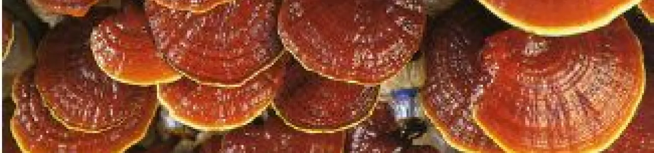 Optimización del cultivo in vitro del hongo Ganoderma lucidum (Curtis) P. Kars y determinación del efecto citotóxico sobre varias líneas de cáncer en Costa Rica