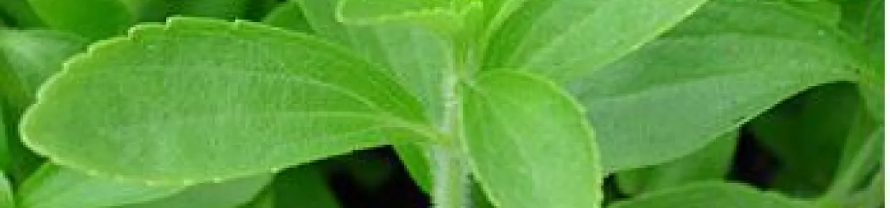 Identificación de factores de transcripción putativos en Stevia rebaudiana y Tagetes patula, como herramienta para posterior uso en la descripción de rutas matabólicas de interés