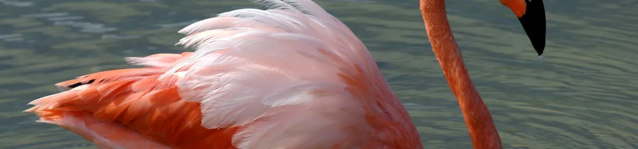 Flamingo Rosa en el Mar Caribe, Limón