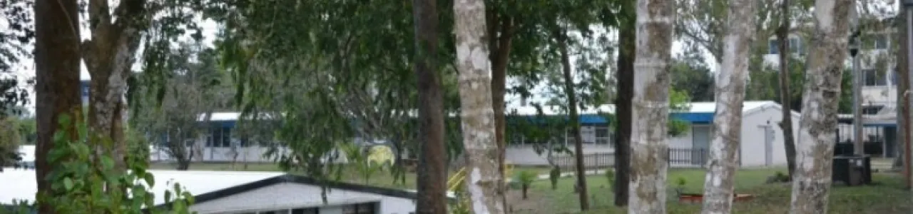 Árbol