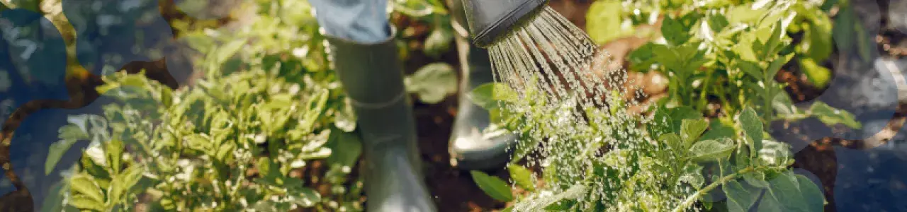 Manejo de buenas prácticas agrícolas en el riego de cultivos
