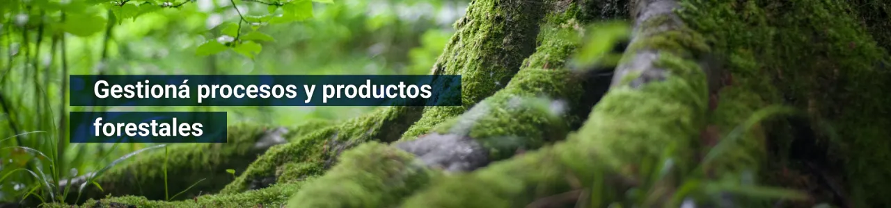 Gestioná procesos y productos forestales