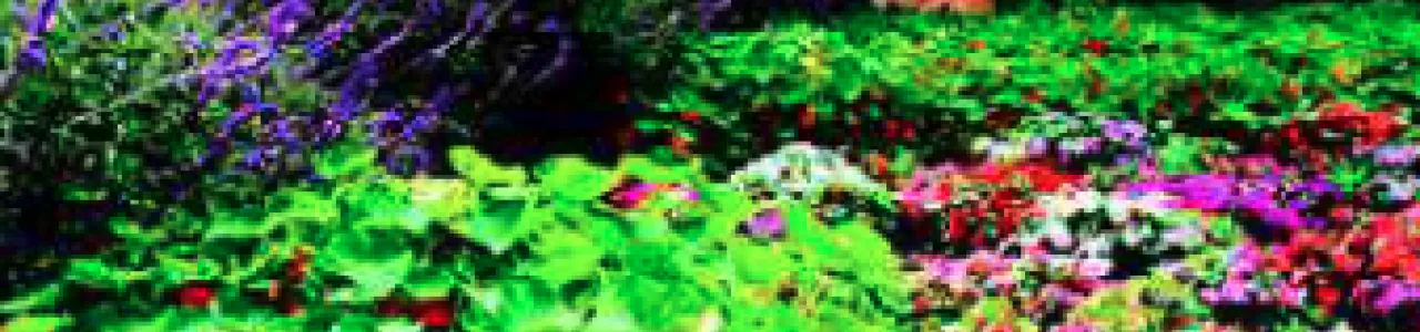 Análisis de comunidades biológicas en suelos de plantaciones de piña en la Región Huetar Norte
