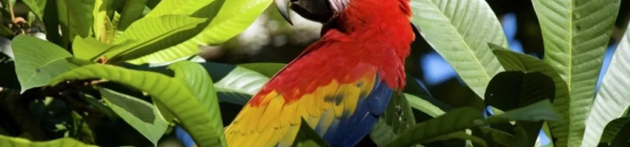 Fotografía de guacamaya