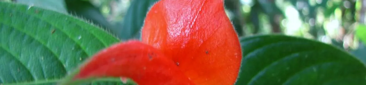 Una flor roja