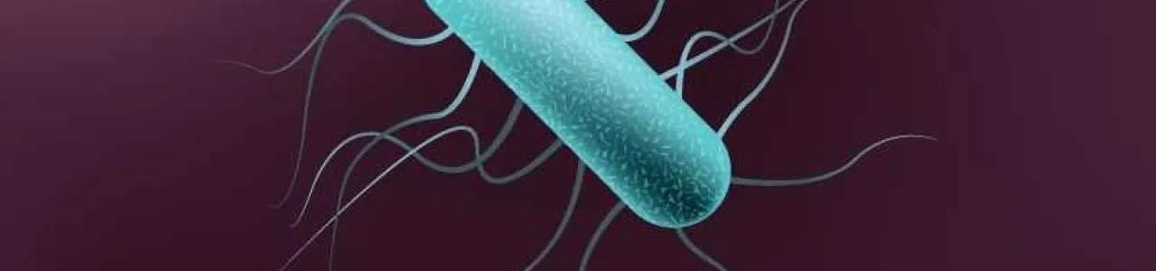 bacteria