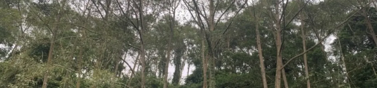 Fotografía de arboles