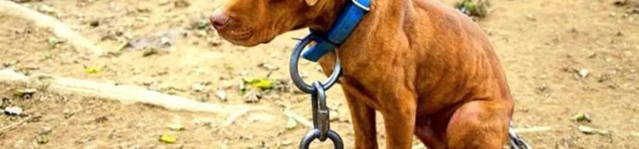Perro