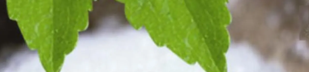 Estudios preliminares para la producción comercial de un edulcorante natural obtenido a partir de Stevia rebaudiana Bertoni en Costa Rica