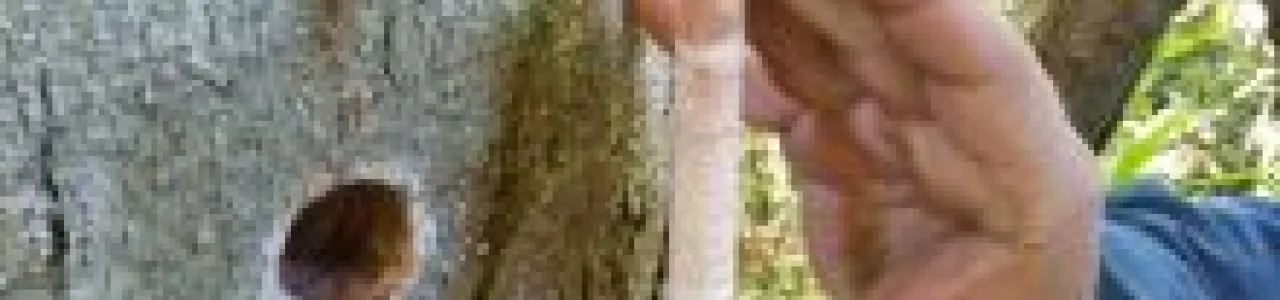 Identificación de especies forestales maderables de costa rica en peligro de extensión, mediante técnicas de visión