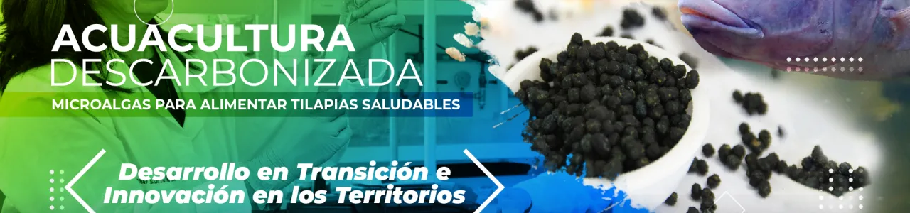 ACUACULTURA DESCARBONIZADA MICROALGAS PARA ALIMENTAR TILAPIAS SALUDABLES