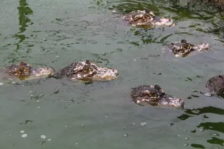 Cocodrilos