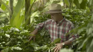 caficultor en medio del cafetal