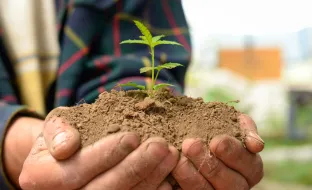 persona sosteniendo una planta en las manos