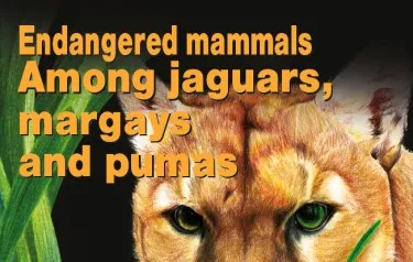 Mamiferos en peligro de extincion, jaguar.
