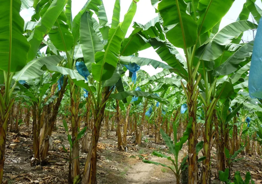 cultivo_del_banano.jpg