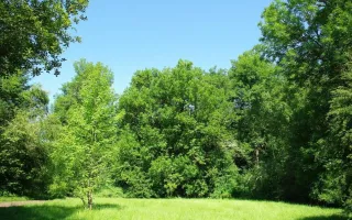 Arboles
