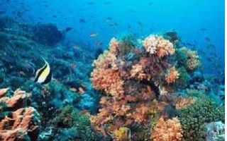 Bioprospección de la diversidad marina de Costa Rica: Estudio de octocorales del Pacífico para la obtención de nuevos metabolitos con potencial actividad anticancerígena