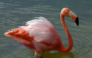 Flamingo Rosa en el Mar Caribe, Limón