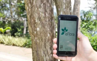 Eflora