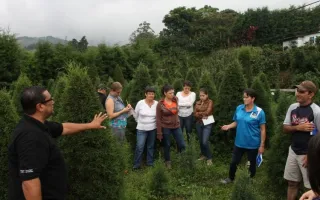 arboles_de_navidad