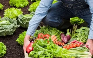 Verduras