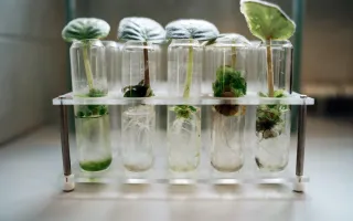 Bioetica