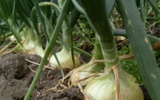 Fotografía de cebollas