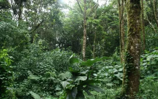 Bosque Lluvioso