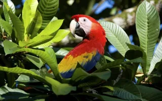 Fotografía de guacamaya