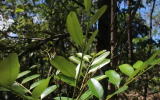 Planta