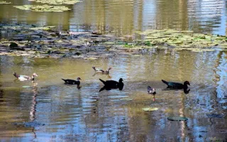 lago-tecweb