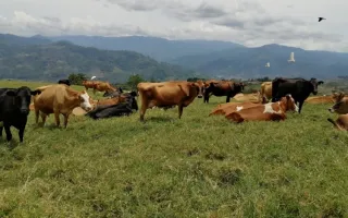 Vacas