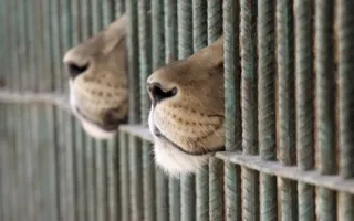 Leones
