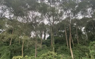 Fotografía de arboles