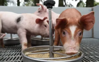 Animales