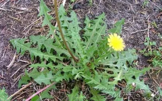 Planta