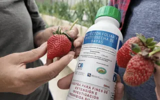 Fresas