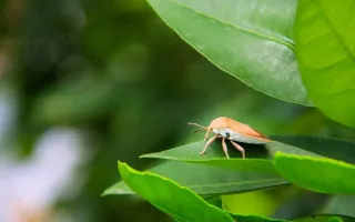 Insecto