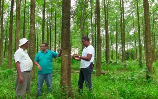 Reforestación