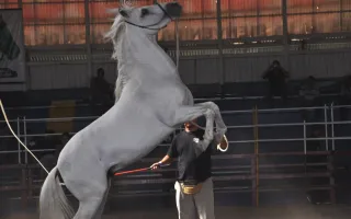 Caballo