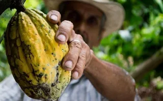 Cacao