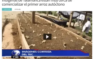 teletica-arroz-wo-tec