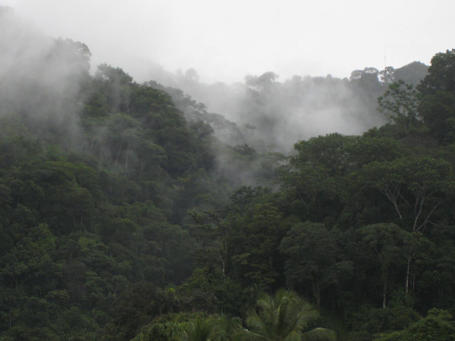 Bosque lluvioso