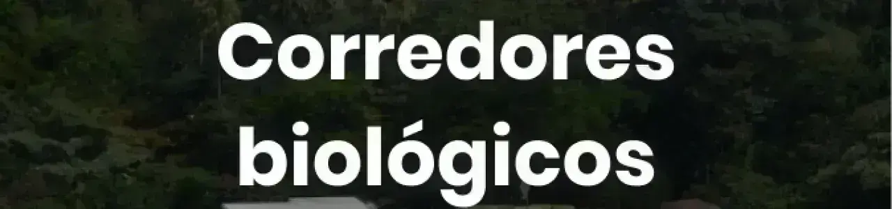 foto aérea del sector este del TEC, visualizando el corredor biológico del TEC