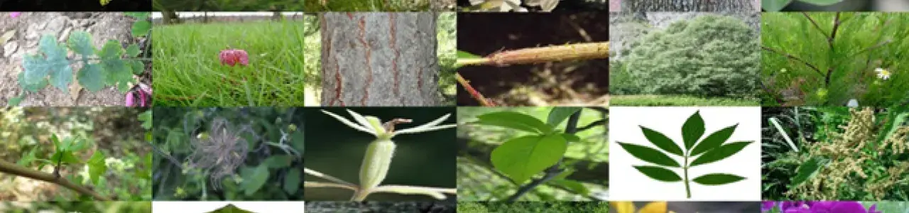 Ejemplos de plantas.